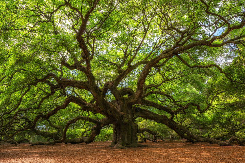 Le sens de l'asana Vrikshasana La posture de l'arbre, Vrikshasana : symbolisme dans le yoga
