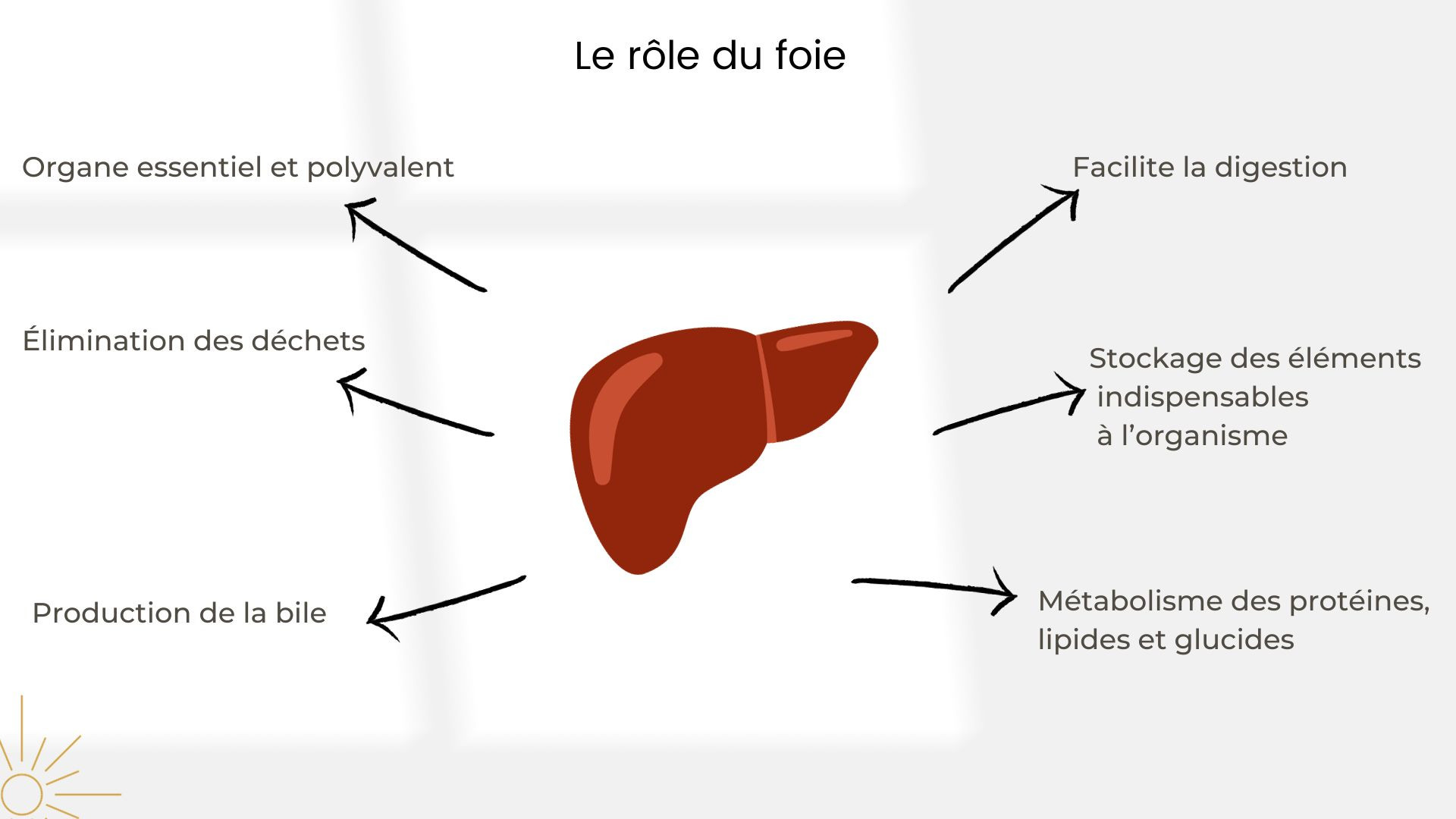 Le rôle du foie le role du foie