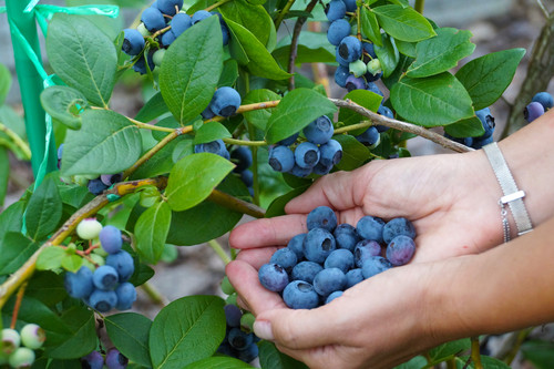 Découvrez les bienfaits de la myrtille Les vertus de la myrtille