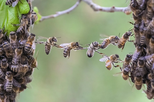 Plantez les bonnes plantes pour les abeilles ! Du côté de chez vous