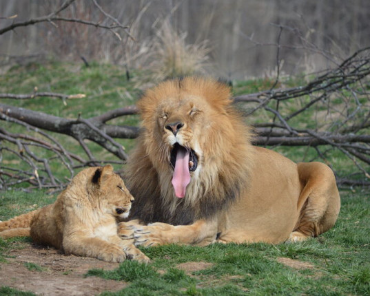 Pranayama Simhasana : la respiration du lion