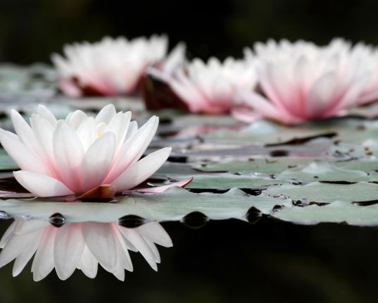 Vasanta, Kamadeva et le réveil de Shiva